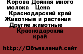 Корова Дойная много молока › Цена ­ 45 000 - Краснодарский край Животные и растения » Другие животные   . Краснодарский край